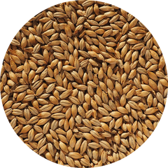 Crisp No 19 Maris Otter Malt