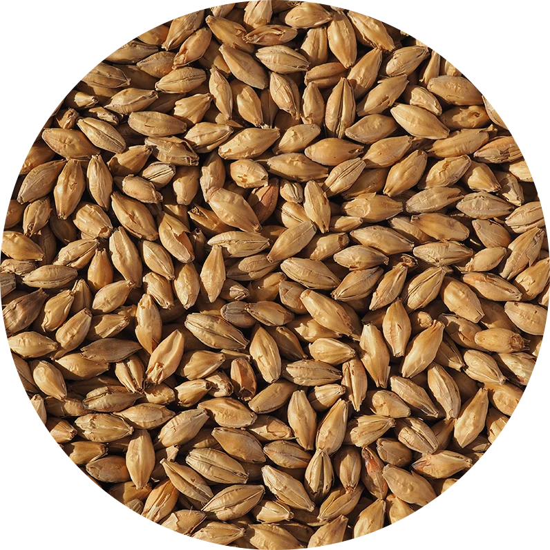 Crisp Light Munich Malt